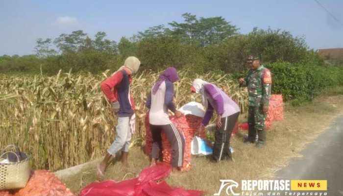 Dukung Hanpangan Lokal, Babinsa Sidorejo Dampingi Warga Tani dalam Panen Jagung