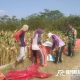 Kegiatan pendampingan panen jagung di lahan sawah milik Poktan