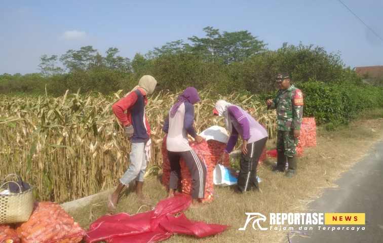 Kegiatan pendampingan panen jagung di lahan sawah milik Poktan