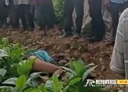 Warga Geger, Penemuan Mayat Laki-Laki di Ladang Tembakau Bukit Lanjari