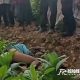 penemuan mayat laki-laki di ladang tembakau di Bukit Lanjari