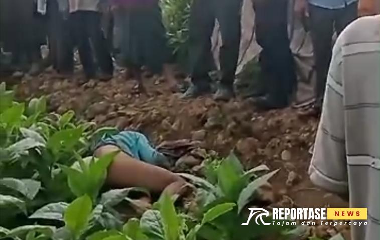 penemuan mayat laki-laki di ladang tembakau di Bukit Lanjari