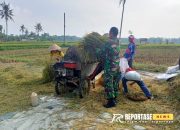 Dukung Swasembada Pangan, Babinsa Sarikemuning Dampingi Petani Panen