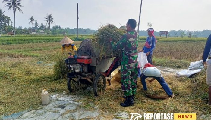 Dukung Swasembada Pangan, Babinsa Sarikemuning Dampingi Petani Panen