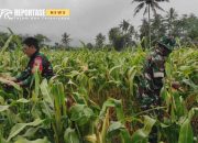 Sukseskan Swasembada Pangan, Babinsa Koramil Kalibaru Bantu Petani Panen Jagung 12 Sukseskan Swasembada Pangan, Babinsa Koramil Kalibaru Bantu Petani Panen Jagung