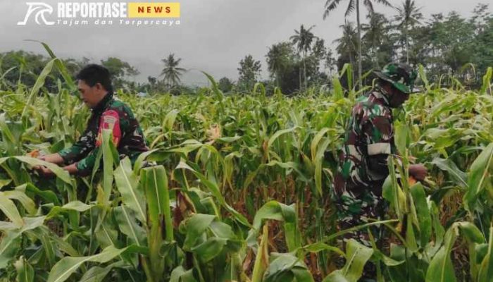 Sukseskan Swasembada Pangan, Babinsa Koramil Kalibaru Bantu Petani Panen Jagung