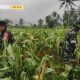 Babinsa Koramil 0825/05 Kalibaru, Serda Agus Muryadi