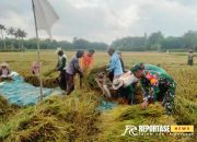 Babinsa Jatisari Dampingi Petani Panen Padi: Upaya Nyata Mendukung Ketahanan Pangan Lokal 10 Babinsa Jatisari Dampingi Petani Panen Padi: Upaya Nyata Mendukung Ketahanan Pangan Lokal