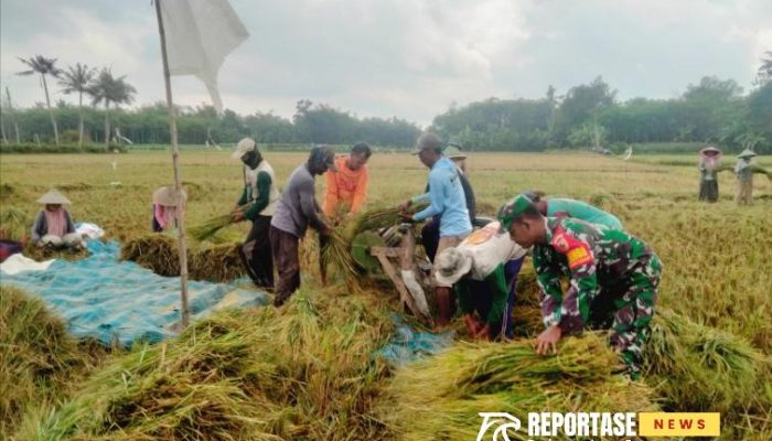 Babinsa Jatisari Dampingi Petani Panen Padi: Upaya Nyata Mendukung Ketahanan Pangan Lokal