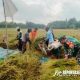 Kegiatan pendampingan dilaksanakan di sawah milik Buadi, seorang petani di Dusun Karang Tempeh