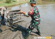 Dorong Ketahanan Pangan Wilayah Binaan, Babinsa Yosowilangun Lor Lakukan Pendampingan Pengolahan Lahan Pertanian 12 Dorong Ketahanan Pangan Wilayah Binaan, Babinsa Yosowilangun Lor Lakukan Pendampingan Pengolahan Lahan Pertanian