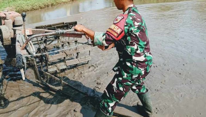 Dorong Ketahanan Pangan Wilayah Binaan, Babinsa Yosowilangun Lor Lakukan Pendampingan Pengolahan Lahan Pertanian