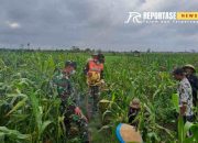 Gerakan Massal Pembasmian Hama Tikus di Desa Kunir Kidul