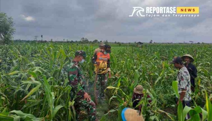 Gerakan Massal Pembasmian Hama Tikus di Desa Kunir Kidul