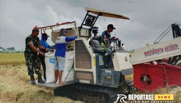 Wujudkan Ketahanan Pangan Lokal, Babinsa Tukum Dampingi Petani Panen Padi