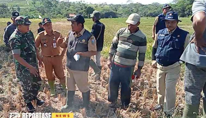 Pembasmian Hama Tikus di Desa Tanggung: Upaya Menjaga Produktivitas Pertanian