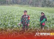 Pendampingan Hanpangan Babinsa di Lumajang: Upaya TNI Mendukung Ketahanan Pangan Nasional 15 Pendampingan Hanpangan Babinsa di Lumajang: Upaya TNI Mendukung Ketahanan Pangan Nasional