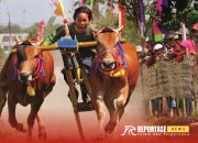 Kerapan Sapi, Warisan Budaya Madura di Tengah Arus Modernisasi 16 Kerapan Sapi, Warisan Budaya Madura di Tengah Arus Modernisasi