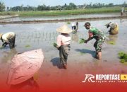 Pendampingan Tanam Padi di Desa Buwek: Upaya Nyata Babinsa Mendukung Ketahanan Pangan 8 Pendampingan Tanam Padi di Desa Buwek: Upaya Nyata Babinsa Mendukung Ketahanan Pangan