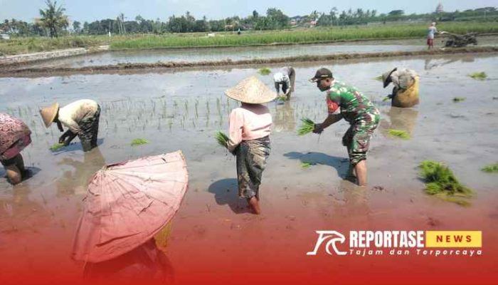 Pendampingan Tanam Padi di Desa Buwek: Upaya Nyata Babinsa Mendukung Ketahanan Pangan