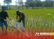 Tingkatkan Pertanian, Babinsa Jokarto Dampingi Pompanisasi dan Penyiangan Lahan Padi 8 Tingkatkan Pertanian, Babinsa Jokarto Dampingi Pompanisasi dan Penyiangan Lahan Padi