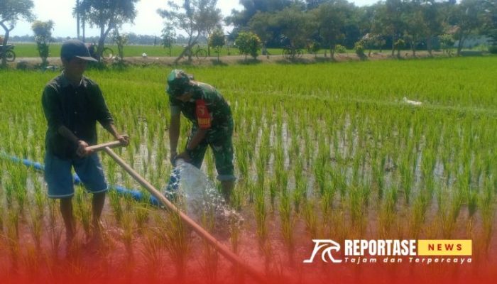 Tingkatkan Pertanian, Babinsa Jokarto Dampingi Pompanisasi dan Penyiangan Lahan Padi