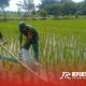 Pengelolaan irigasi dengan menggunakan pompa