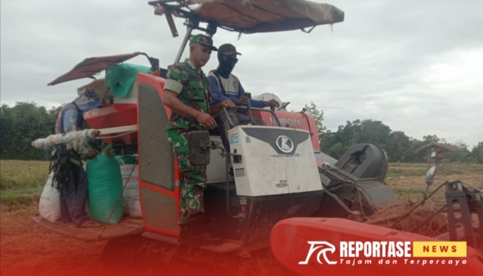 Kolaborasi Babinsa dan PPL dalam Upsus Hanpangan Tingkatkan Produktivitas Petani di Desa Rojopolo