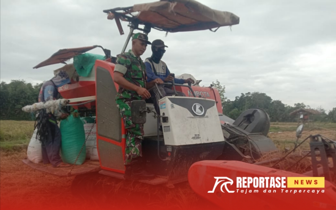 Pendampingan panen padi di lahan pertanian seluas 1 hektar milik Kelompok Tani “Asoka”