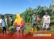Lindungi Hasil Pertanian, TNI Dukung Pembasmian Hama Tikus di Desa Tempurejo 14 Lindungi Hasil Pertanian, TNI Dukung Pembasmian Hama Tikus di Desa Tempurejo