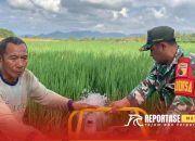 Babinsa Pesanggaran Dukung Program Pompanisasi, Ketahanan Pangan Desa Kian Kuat