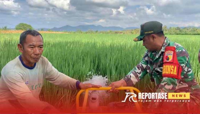 Babinsa Pesanggaran Dukung Program Pompanisasi, Ketahanan Pangan Desa Kian Kuat