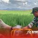 Babinsa aktif terlibat dalam pelaksanaan program pertanian, dalam rangka untuk memperkuat ketahanan pangan