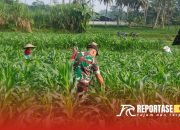 Peningkatan Produktifitas Petani, Babinsa Sarikemuning Dampingi Pemupukan Lahan Jagung
