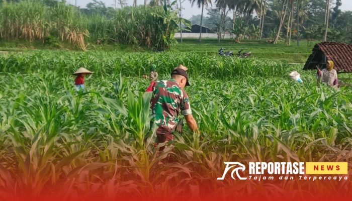 Peningkatan Produktifitas Petani, Babinsa Sarikemuning Dampingi Pemupukan Lahan Jagung