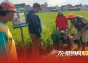 Babinsa Karangsari Dukung Pembasmian Hama Tikus demi Optimalisasi Ketahanan Pangan Desa