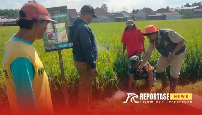 Babinsa Karangsari Dukung Pembasmian Hama Tikus demi Optimalisasi Ketahanan Pangan Desa