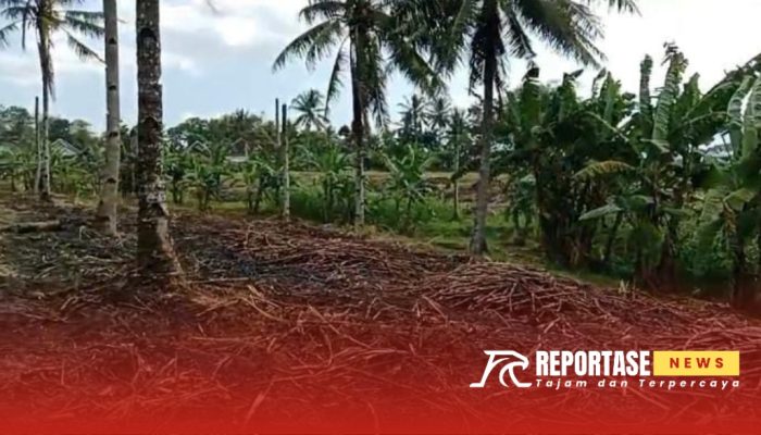 Pemborosan Tebu di PTPN 1 Glenmore, Warga Minta Perbaikan Lingkungan dan Fasilitas