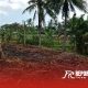 Tumpukan Tebu Layak Produksi Terbakar, Ada Apa dengan PTPN 1 Regional 5 Kebun Kalitelepak. 