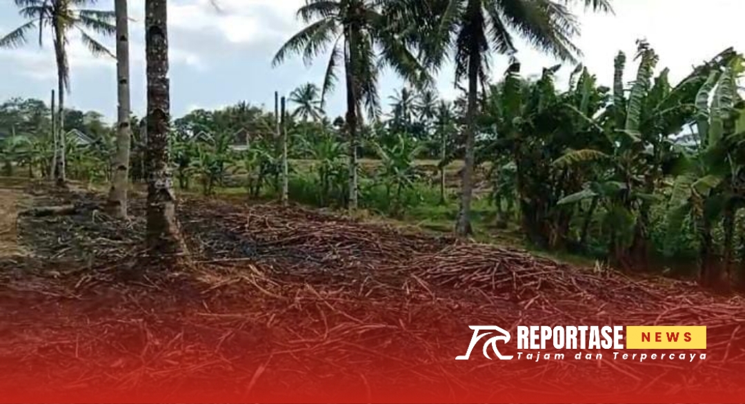 Tumpukan Tebu Layak Produksi Terbakar, Ada Apa dengan PTPN 1 Regional 5 Kebun Kalitelepak. 