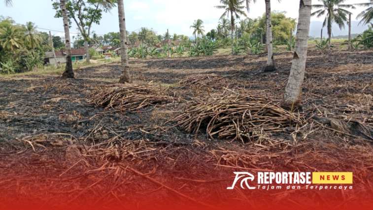 Pemborosan Tebu di PTPN 1 Glenmore, Warga Minta Perbaikan Lingkungan dan Fasilitas 2 Kondisi tebu layak produksi milik PTPN 1 regional 5 kebun kalitelepak glenmore yang ikut terbakar setelah paska tebang