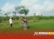 Dukung Swasembada Pangan Lokal, Babinsa Dampingi Penyemprotan Hama di Desa Kalidilem 11 Dukung Swasembada Pangan Lokal, Babinsa Dampingi Penyemprotan Hama di Desa Kalidilem