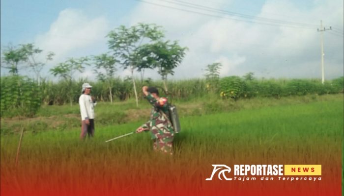 Dukung Swasembada Pangan Lokal, Babinsa Dampingi Penyemprotan Hama di Desa Kalidilem