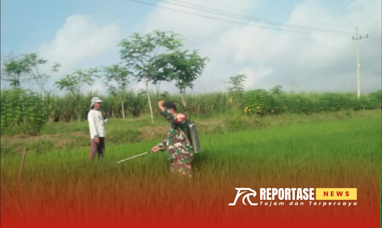 Mendampingi kegiatan penyemprotan obat hama padi di lahan warga