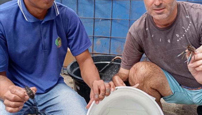 Hasil Budidaya Lobster Air Tawar Lapas Banyuwangi Mampu Menarik Minat Masyarakat