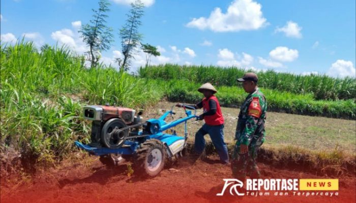 Pendampingan Babinsa Sumberjati, Pengolahan Lahan untuk Percepatan Tanam Jagung