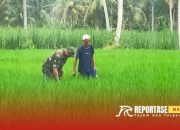 Optimalisasi Pendampingan Babinsa kepada Petani untuk Meningkatkan Hasil Panen 8 Optimalisasi Pendampingan Babinsa kepada Petani untuk Meningkatkan Hasil Panen