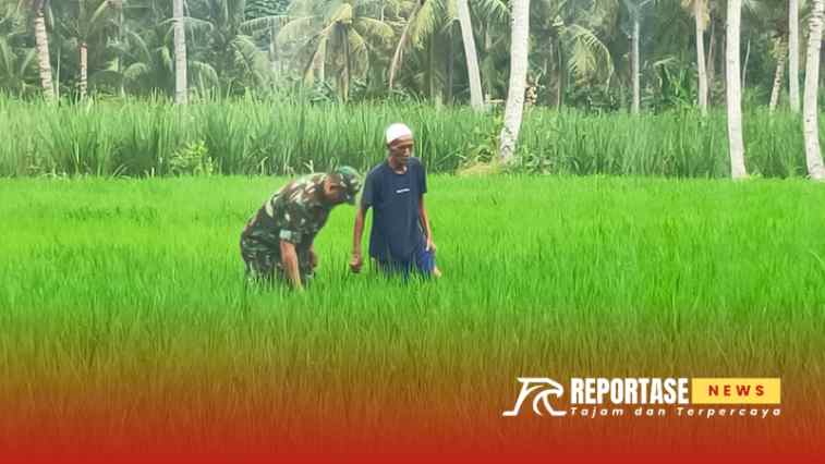 Serda Ahmad Agus Budi Santoso, secara aktif melakukan pendampingan kepada petani setempat