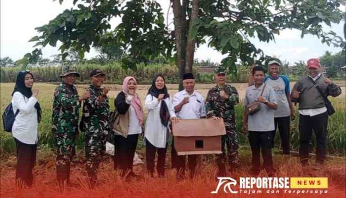 Pendampingan TNI untuk Petani: Rubuha Jadi Solusi Atasi Hama Tikus di Tekung