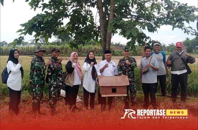 Kegiatan pengendalian Organisme Pengganggu Tanaman (OPT) berupa hama tikus, di lahan pertanian